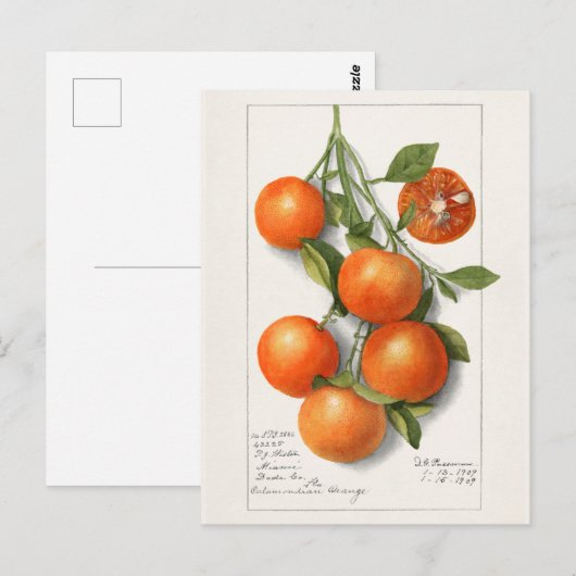 Sinaasappels (Calamondiaan) Waterverf van fruit Briefkaart (Voorkant / Achterkant)