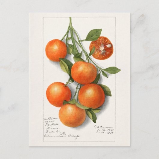 Sinaasappels (Calamondiaan) Waterverf van fruit Briefkaart (Voorkant)