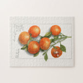 Sinaasappels (Calamondiaan) Waterverf van fruit Legpuzzel (Horizontaal)
