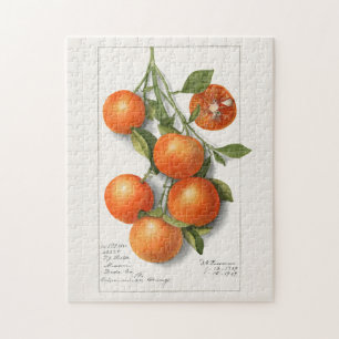 Sinaasappels (Calamondiaan) Waterverf van fruit Legpuzzel