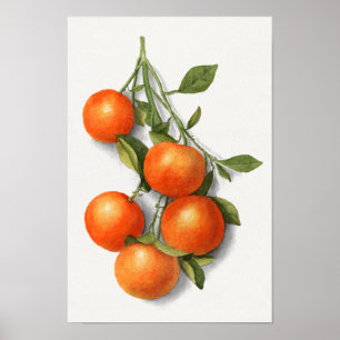 Sinaasappels (Calamondiaan) Waterverf van fruit Poster