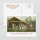 Sinaasappels, Central Florida c. 1905 Briefkaart (Voorkant / Achterkant)