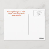 Sinaasappels, Central Florida c. 1905 Briefkaart (Achterkant)