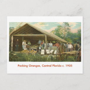 Sinaasappels, Central Florida c. 1905 Briefkaart