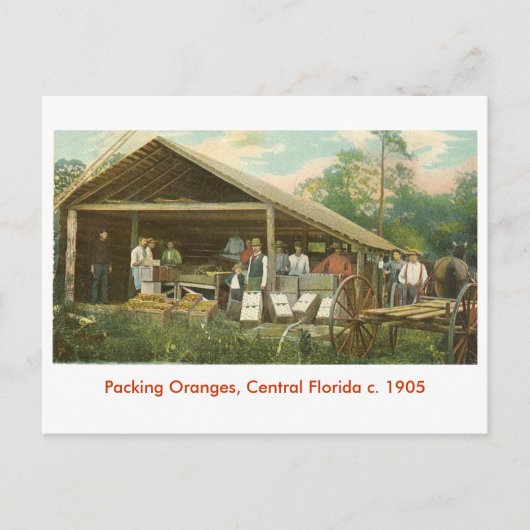 Sinaasappels, Central Florida c. 1905 Briefkaart (Voorkant)