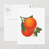 Sinaasappels  Crate Art Briefkaart (Voorkant / Achterkant)
