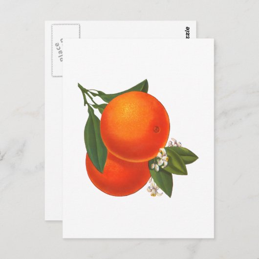 Sinaasappels Crate Art Briefkaart (Voorkant / Achterkant)