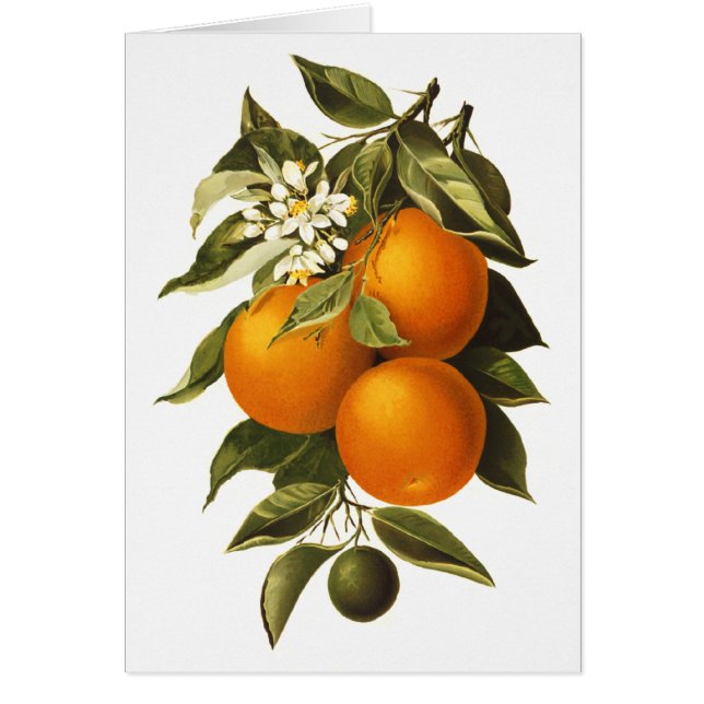 Sinaasappels en papavers (Voorkant)