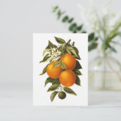 Sinaasappels en papavers briefkaart (Staand voorkant)