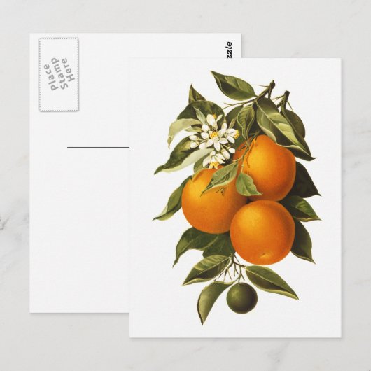 Sinaasappels en papavers briefkaart (Voorkant / Achterkant)