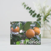 Sinaasappels Foto Briefkaart (Staand voorkant)