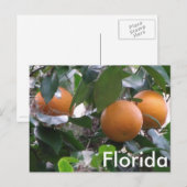 Sinaasappels Foto Briefkaart (Voorkant / Achterkant)