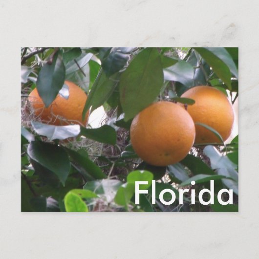 Sinaasappels Foto Briefkaart (Voorkant)