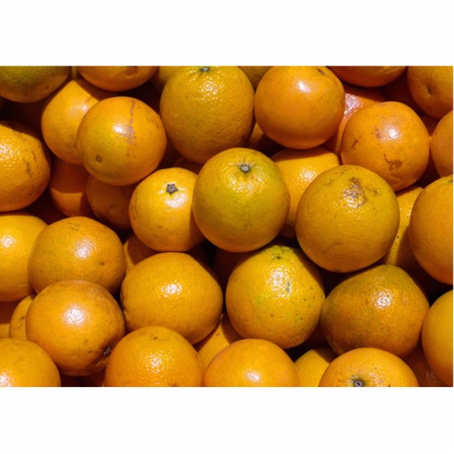 Sinaasappels fruit Florida markt sinaasappel Fotobeeldje Magneet (Voorkant)