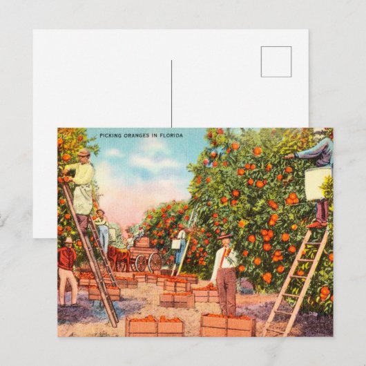  Sinaasappels in Florida Briefkaart (Voorkant / Achterkant)