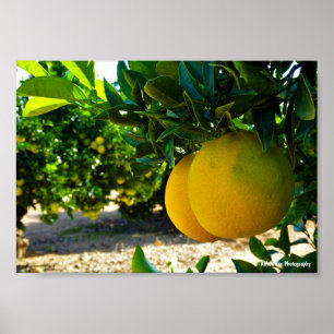 Sinaasappels in Valencia Sinaasappelboomgaard Poster