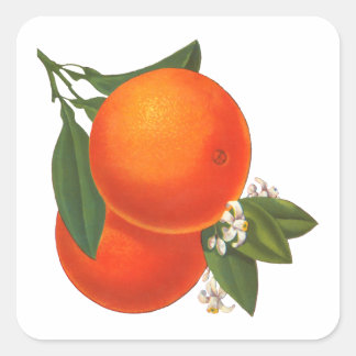 Sinaasappels Krat Art Sticker Sjabloon
