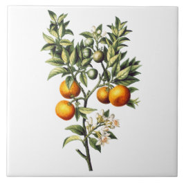  Sinaasappels Tegeltje