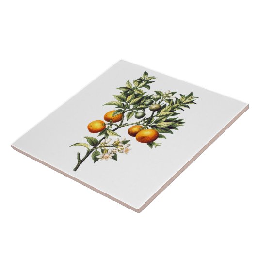  Sinaasappels Tegeltje (Zijkant)