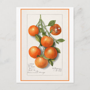 Sinaasappels Vintage Botanische Illustratie Briefkaart