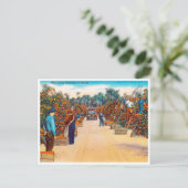  Sinaasappels voor het oogsten in Florida Revel Briefkaart (Staand voorkant)