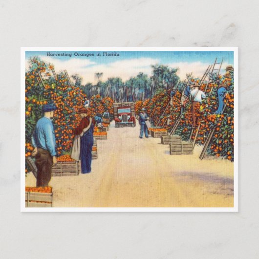  Sinaasappels voor het oogsten in Florida Revel Briefkaart (Voorkant)