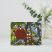 Sinaasappels Vruchtbomen Briefkaart (Staand voorkant)