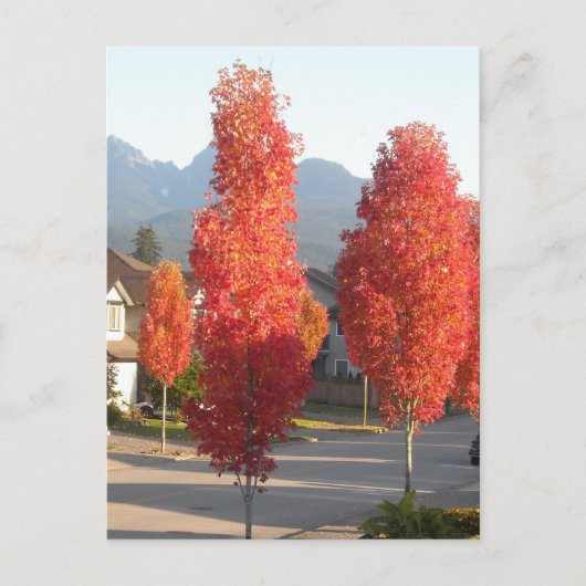 Sinaasbomen in de herfst briefkaart (Voorkant)