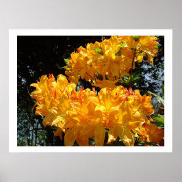 Sinaasgele Rododendron bloemen kunstprinten Poster