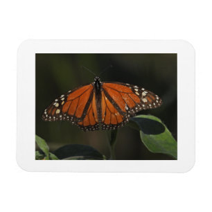 Sinaasvlinder Natuur Foto Koelkastmagneet Magneet