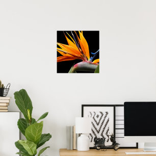 Sinaasvogel van Paradijs Plant Bloei Bloem Poster