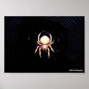 Sinaaswielwebspin Poster