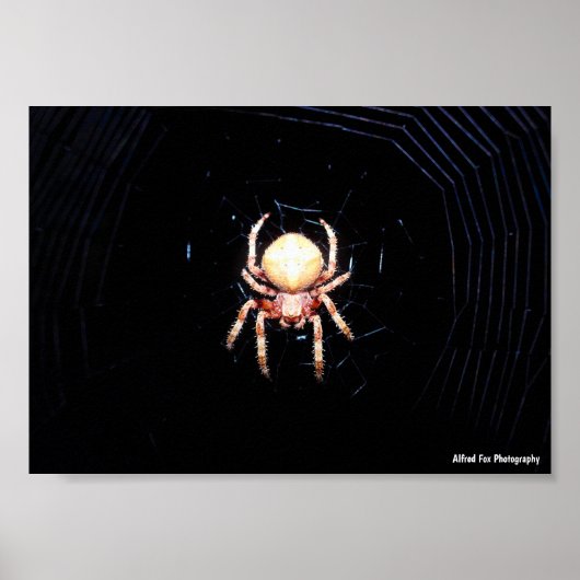 Sinaaswielwebspin Poster (Voorkant)
