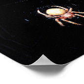 Sinaaswielwebspin Poster (Hoek)
