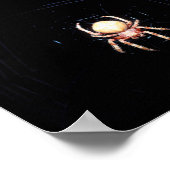 Sinaaswielwebspin Poster (Hoek)