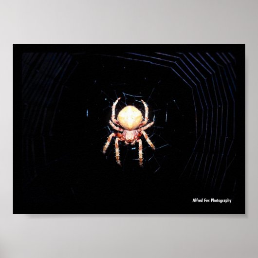 Sinaaswielwebspin Poster (Voorkant)