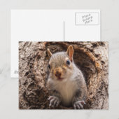 Sincap Briefkaart (Voorkant / Achterkant)