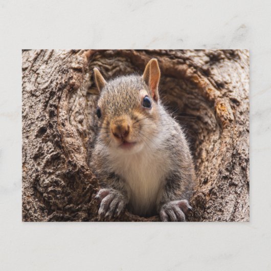 Sincap Briefkaart (Voorkant)