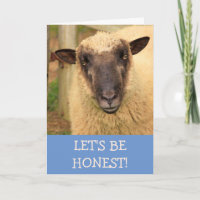 Sincere Honest Sheep komt goed
