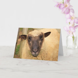 Sincere Sheep Birthday Kaart