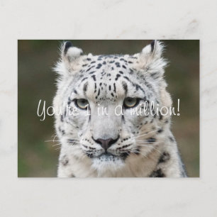 Sincere Snow Leopard Dank u Briefkaart