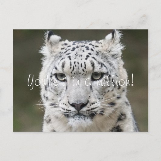Sincere Snow Leopard Dank u Briefkaart (Voorkant)