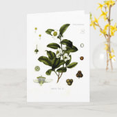 Sinensis van de camelia (thee) kaart (Gele Bloem)