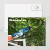 Singapore Briefkaart: Uitstekende starling Briefkaart (Voorkant / Achterkant)