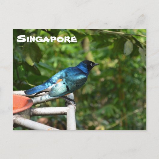 Singapore Briefkaart: Uitstekende starling Briefkaart (Voorkant)