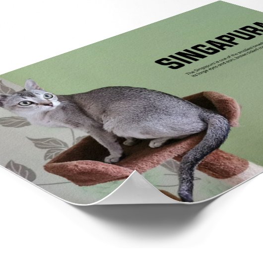 Singapore Cat Breed Poster (Hoek)