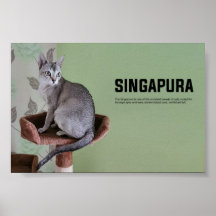 Singapore Cat Breed