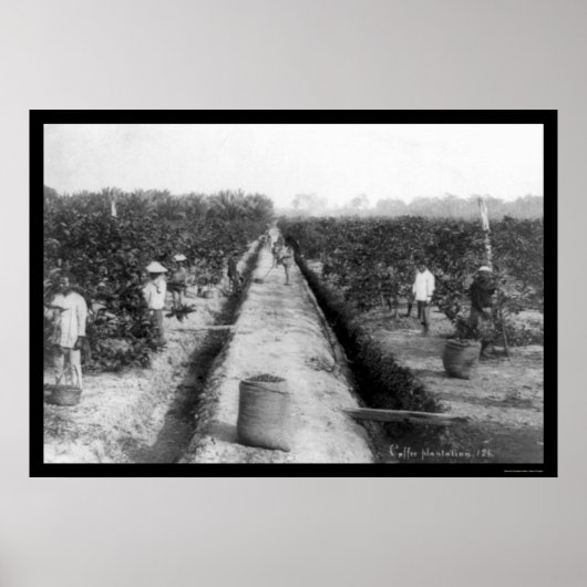 Singapore Koffieplantage 1898 Poster (Voorkant)