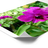 Singapore Orchid Poster (Hoek)