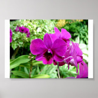 Singapore Orchid Poster